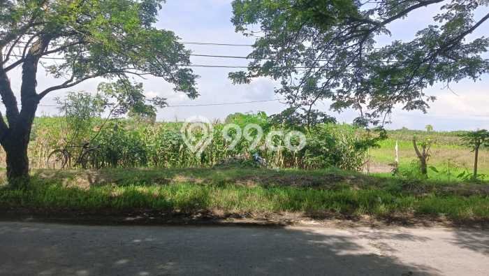 Kavling Tanah di Mranggen Dijual Luas 1293m2 Legalitas SHM Kavling Tanah di Mranggen Dijual Luas 1293m2 Legalitas SHM