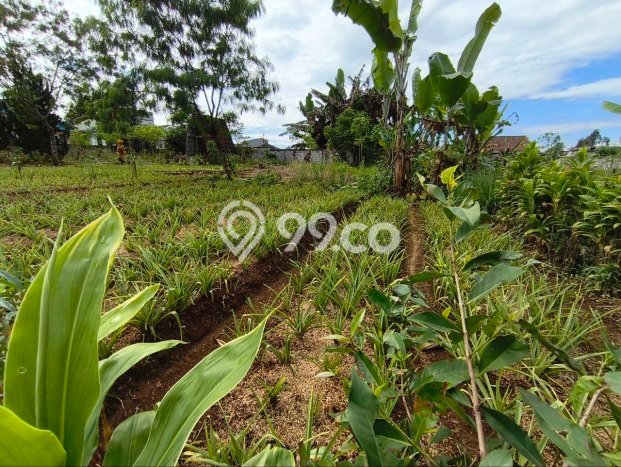 Tanah Kavling Dijual di Kota Sukabumi, Sukabumi dengan Luas Tanah 1453m2 Tanah Kavling Dijual di Kota Sukabumi, Sukabumi dengan Luas Tanah 1453m2