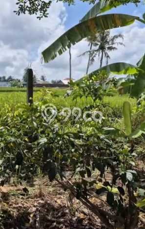 Tanah Strategis Kawasan Kediri, Luas 510m², Cocok untuk Perumahan Tanah Strategis Kawasan Kediri, Luas 510m², Cocok untuk Perumahan