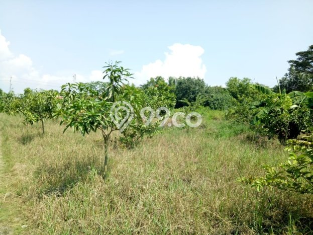 Tanah Kavling untuk Dijual di Warureja Tegal 11379m2 Tanah Kavling untuk Dijual di Warureja Tegal 11379m2