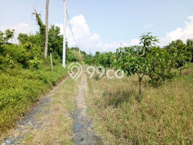 Tanah Kavling untuk Dijual di Warureja Tegal 11379m2 Tanah Kavling untuk Dijual di Warureja Tegal 11379m2