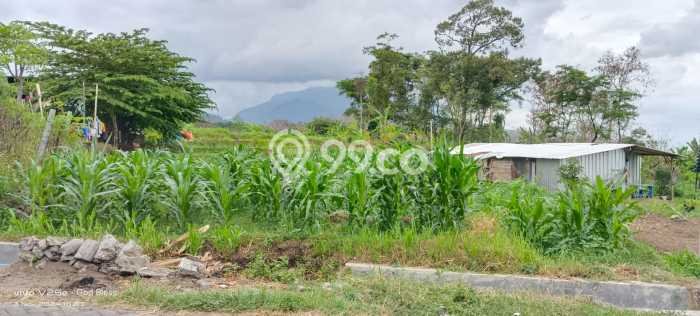 Kavling Tanah di Prigen Dijual Luas 1293m2 Legalitas SHM Kavling Tanah di Prigen Dijual Luas 1293m2 Legalitas SHM