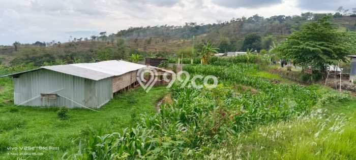 Kavling Tanah di Prigen Dijual Luas 1293m2 Legalitas SHM Kavling Tanah di Prigen Dijual Luas 1293m2 Legalitas SHM