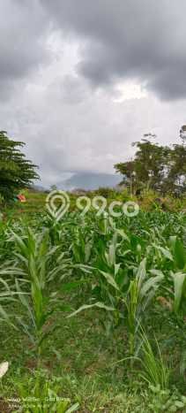 Kavling Tanah di Prigen Dijual Luas 1293m2 Legalitas SHM Kavling Tanah di Prigen Dijual Luas 1293m2 Legalitas SHM