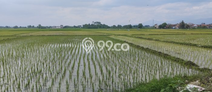 Kavling Tanah di Rancaekek Dijual Luas 3234m2 Legalitas AJB Kavling Tanah di Rancaekek Dijual Luas 3234m2 Legalitas AJB