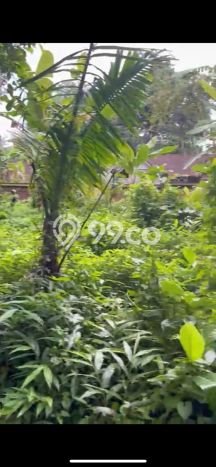 Tanah Disewa di Pejeng Strategis dan Memiliki Luas 700m2 Tanah Disewa di Pejeng Strategis dan Memiliki Luas 700m2