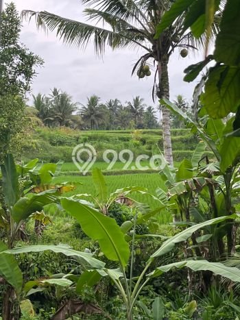 Tanah untuk Disewa di Gianyar Luas 400m2 Tanah untuk Disewa di Gianyar Luas 400m2