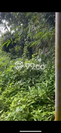 Tanah Disewa di Pejeng Strategis dan Memiliki Luas 700m2 Tanah Disewa di Pejeng Strategis dan Memiliki Luas 700m2