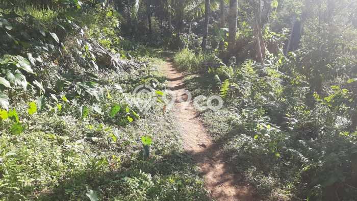 Tanah Strategis Disewakan di Tabanan Tabanan Seluas 28000m2 Tanah Strategis Disewakan di Tabanan Tabanan Seluas 28000m2