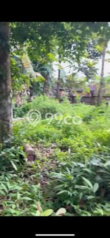 Tanah Disewa di Pejeng Strategis dan Memiliki Luas 700m2 Tanah Disewa di Pejeng Strategis dan Memiliki Luas 700m2