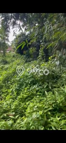 Tanah Disewa di Pejeng Strategis dan Memiliki Luas 700m2 Tanah Disewa di Pejeng Strategis dan Memiliki Luas 700m2