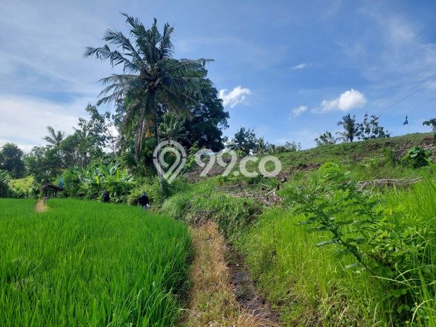 Dijual Tanah Lokasi Pohsanten, Jembrana Seluas 8230m2 Dijual Tanah Lokasi Pohsanten, Jembrana Seluas 8230m2