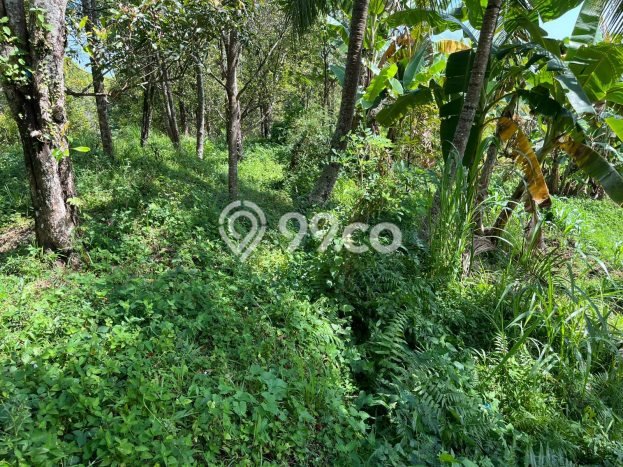 Tanah untuk Dijual di Buleleng Buleleng Luas 4375m2 Tanah untuk Dijual di Buleleng Buleleng Luas 4375m2