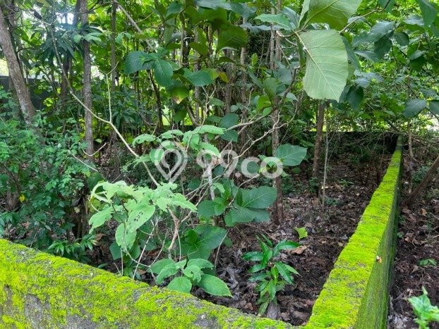 Tanah Investasi Dijual di Badung Punya Luas 300m2 Tanah Investasi Dijual di Badung Punya Luas 300m2