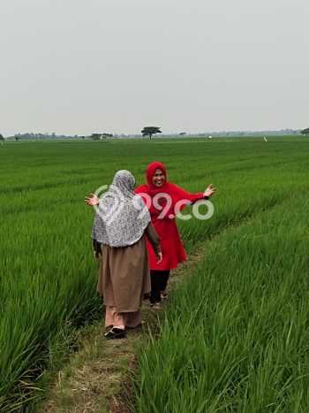 Tanah Area Berkembang Kawasan Pontang, Luas 33000m2m², Kawasan Asri, Dekat Pontang, Serang, Serang Tanah Area Berkembang Kawasan Pontang, Luas 33000m2m², Kawasan Asri, Dekat Pontang, Serang, Serang