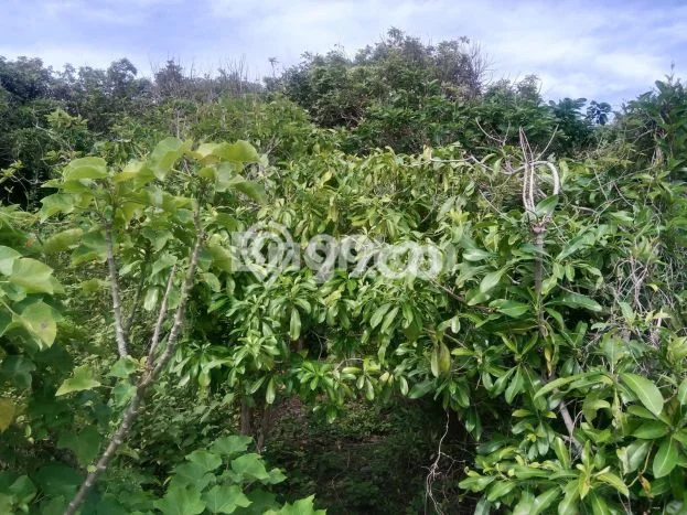 Tanah Komersial Dijual di Bonto Bahari Bulukumba 6803m2 Tanah Komersial Dijual di Bonto Bahari Bulukumba 6803m2