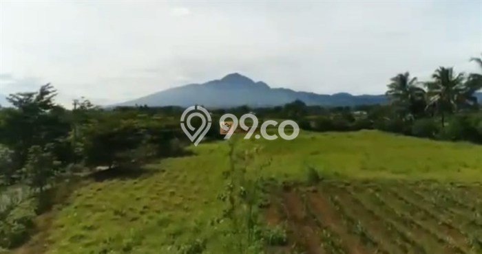 Tanah Dijual Lokasi Dramaga, Bogor Luas 6.15e+07m2 Legalitas Aman Tanah Dijual Lokasi Dramaga, Bogor Luas 6.15e+07m2 Legalitas Aman