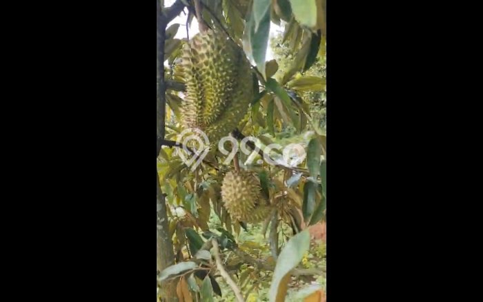 Lahan Investasi Lokasi Lowokwaru Malang SHM Lahan Investasi Lokasi Lowokwaru Malang SHM