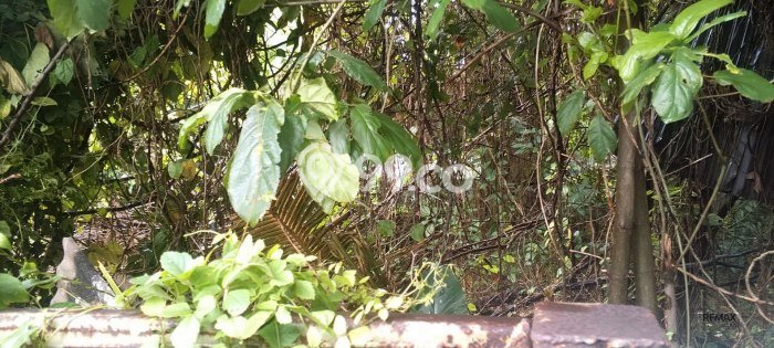 Kavling Tanah untuk Disewa di Seminyak Lahan Luas 700m2 Kavling Tanah untuk Disewa di Seminyak Lahan Luas 700m2