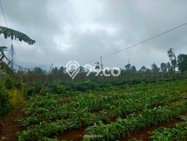 Untuk Dijual Tanah di Sukalarang Sukabumi Luas 8800m2 - Untuk Dijual Tanah di Sukalarang Sukabumi Luas 8800m2 -