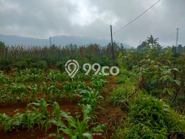 Untuk Dijual Tanah di Sukalarang Sukabumi Luas 8800m2 - Untuk Dijual Tanah di Sukalarang Sukabumi Luas 8800m2 -