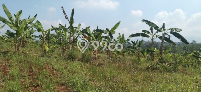 Tanah untuk Dijual di Cianjur Cianjur Luas 68500m2 Tanah untuk Dijual di Cianjur Cianjur Luas 68500m2