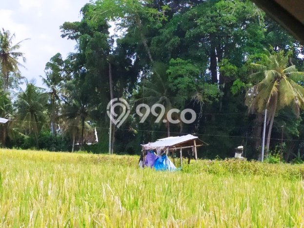 Rumah sewa siap huni 1 Kamar Tidur di Sayan, Gianyar Rumah sewa siap huni 1 Kamar Tidur di Sayan, Gianyar