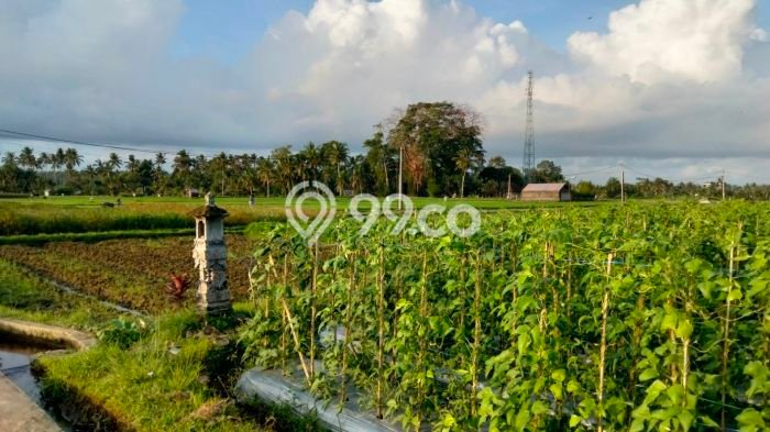 Rumah Sewa Gianyar LT 300m2 LB 160m2 Area Sayan Rumah Sewa Gianyar LT 300m2 LB 160m2 Area Sayan