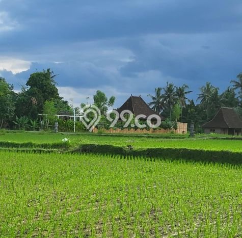 Disewakan Hunian Konsep Minimalis di Gianyar Gianyar dengan 2 KT Disewakan Hunian Konsep Minimalis di Gianyar Gianyar dengan 2 KT