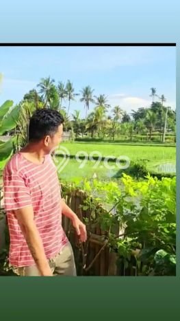 Rumah Bagus Siap Huni Di Ubud Luas 120m2 Aman Rumah Bagus Siap Huni Di Ubud Luas 120m2 Aman
