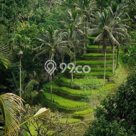 HARGA TERBAIK! Vila Kawasan Payangan, Area 15000m2m², Lokasi Strategis HARGA TERBAIK! Vila Kawasan Payangan, Area 15000m2m², Lokasi Strategis