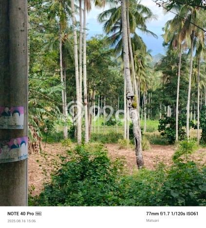 Tanah Dijual Lokasi Kauditan, Minahasa Utara dengan Luas Tanah 20000m2 dan Status SHM Tanah Dijual Lokasi Kauditan, Minahasa Utara dengan Luas Tanah 20000m2 dan Status SHM