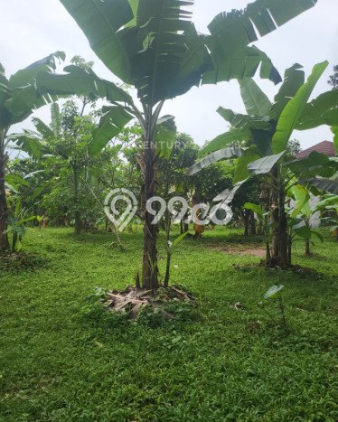 Disewakan Tanah di Babakan Bogor Seluas 953m2 Disewakan Tanah di Babakan Bogor Seluas 953m2
