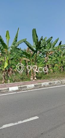 Kavling Tanah Dijual di Magelang Tengah, Magelang, Luas 1800m2 Area Strategis Kavling Tanah Dijual di Magelang Tengah, Magelang, Luas 1800m2 Area Strategis