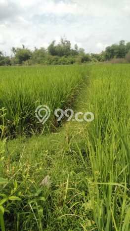 Jarang Ada! Tanah di Sewon Punya Luas 640m2 SHM Jarang Ada! Tanah di Sewon Punya Luas 640m2 SHM