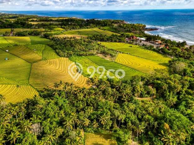 Tanah di Tabanan, Tabanan Luas 3700m2 Dijual Segera Tanah di Tabanan, Tabanan Luas 3700m2 Dijual Segera