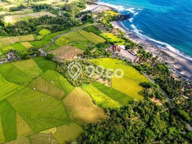 Kavling Tanah Dijual di Tabanan Tabanan Spesifikasi 3700m2 Kavling Tanah Dijual di Tabanan Tabanan Spesifikasi 3700m2