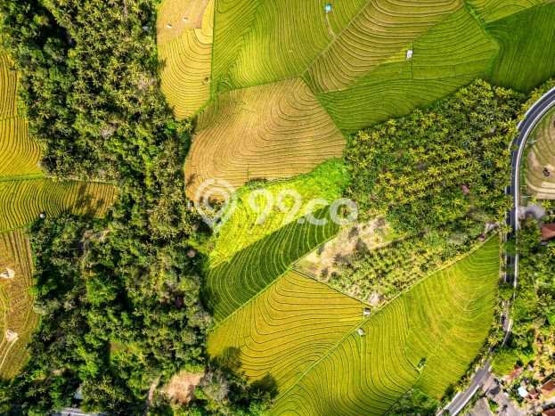 Kavling Tanah Dijual di Tabanan Tabanan Spesifikasi 3700m2 Kavling Tanah Dijual di Tabanan Tabanan Spesifikasi 3700m2