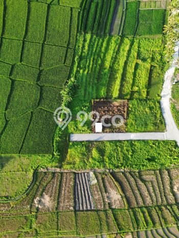 Tanah Kavling Dijual di Badung dengan Spesifikasi 250m2 Tanah Kavling Dijual di Badung dengan Spesifikasi 250m2