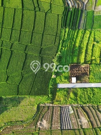 Tanah Kavling Dijual di Badung dengan Spesifikasi 250m2 Tanah Kavling Dijual di Badung dengan Spesifikasi 250m2