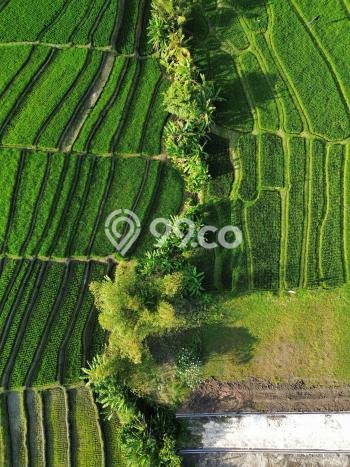 Tanah Dijual Area Strategis di Nyanyi Badung 390m2 Tanah Dijual Area Strategis di Nyanyi Badung 390m2