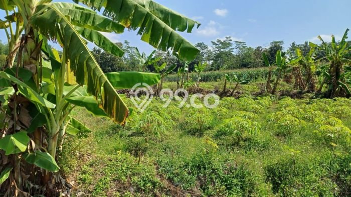 Lahan untuk Dijual di Tempel Sleman Luas 1429m2 Lahan untuk Dijual di Tempel Sleman Luas 1429m2