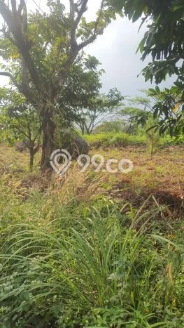 Lahan untuk Dijual di Babakan Madang Bogor Luas 1485m2 Lahan untuk Dijual di Babakan Madang Bogor Luas 1485m2