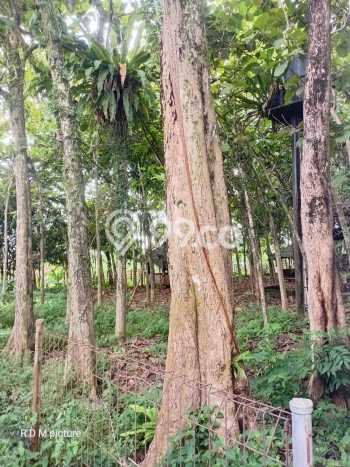 Gudang bagus disewakan di Bogor Selatan Bogor dengan LB 988m2 harga sewa terbaik Gudang bagus disewakan di Bogor Selatan Bogor dengan LB 988m2 harga sewa terbaik