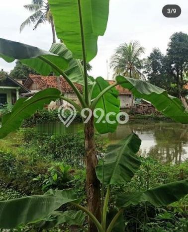 Tanah Dijual Area Strategis di Purwakarta Kota Purwakarta 1236m2 Tanah Dijual Area Strategis di Purwakarta Kota Purwakarta 1236m2