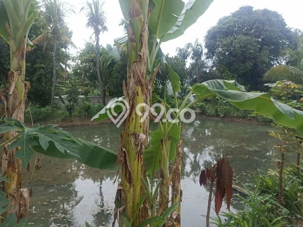 Tanah Dijual Area Strategis di Purwakarta Kota Purwakarta 1236m2 Tanah Dijual Area Strategis di Purwakarta Kota Purwakarta 1236m2