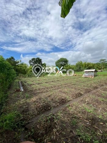 Tanah untuk Dijual Lokasi Dau, Malang Luas 1200m2 SHM Tanah untuk Dijual Lokasi Dau, Malang Luas 1200m2 SHM