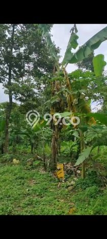 Tanah Dijual Lokasi Pabuaran, Serang dengan Luas Tanah 1663m2 dan Status AJB Tanah Dijual Lokasi Pabuaran, Serang dengan Luas Tanah 1663m2 dan Status AJB