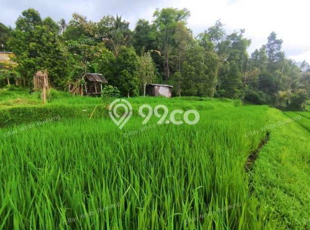 Tanah Dijual Lokasi Strategis di Buleleng dengan Luas 12110m2 Tanah Dijual Lokasi Strategis di Buleleng dengan Luas 12110m2