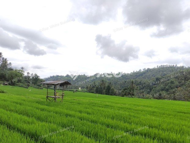 Tanah Dijual Lokasi Strategis di Buleleng dengan Luas 12110m2 Tanah Dijual Lokasi Strategis di Buleleng dengan Luas 12110m2